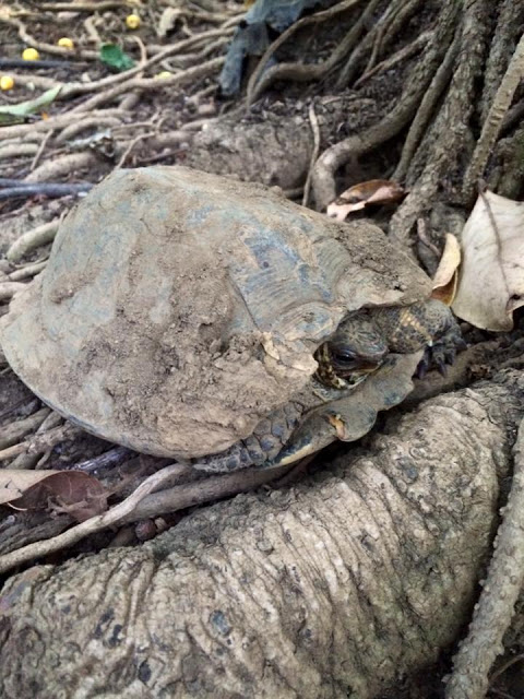 My favourite tortoise!