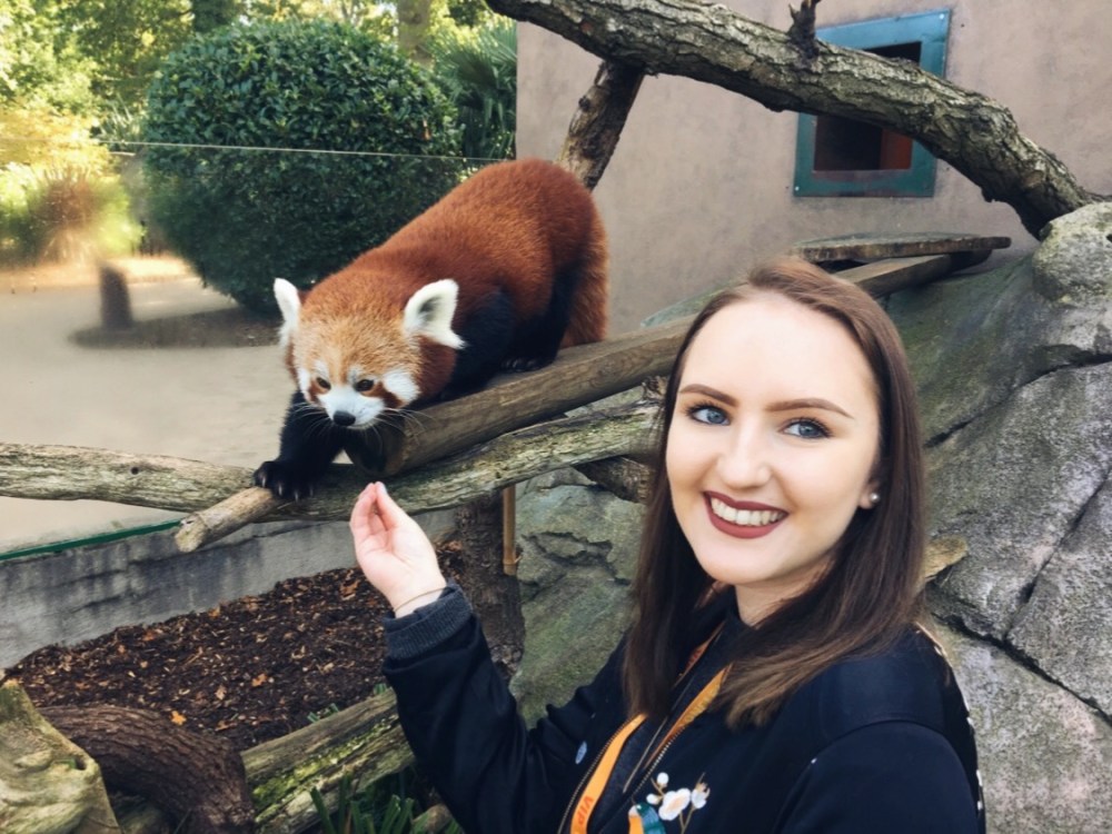 feeding the red pandas at longleat safari park